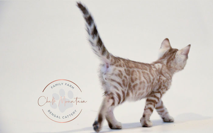 Bengal kitten for sale